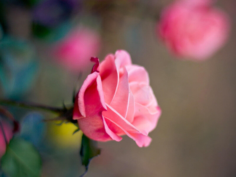 Pink Rose in Bloom — Serene, Photograph, Stem, Leaves