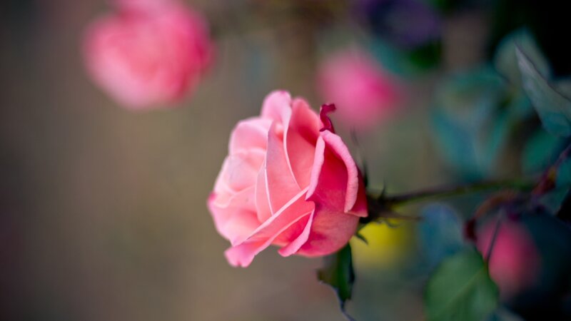 Pink Rose in Bloom — Serene, Photograph, Stem