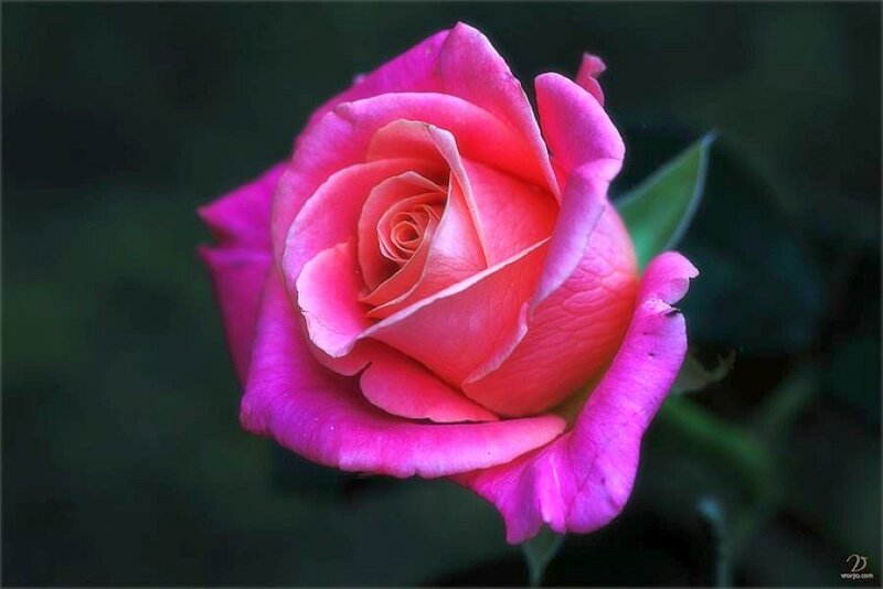 Pink Rose in Bloom — Serene, Photograph