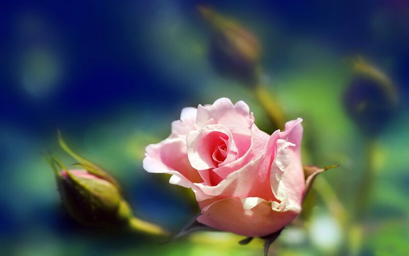 Pink Rose in Bloom — Serene, Spring, Photograph, Bud, Green Leaves, Blurred Background