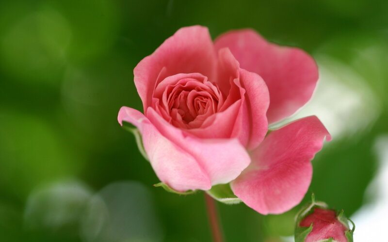 Pink Rose in Bloom — Serene, Spring, Photograph, Bud, Green Leaves