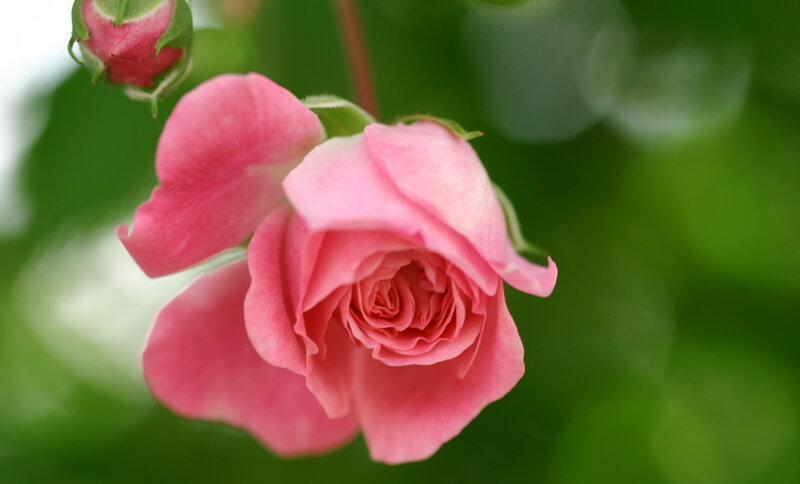 Pink Rose in Bloom — Serene, Spring, Photograph, Bud, Leaf, Green Background