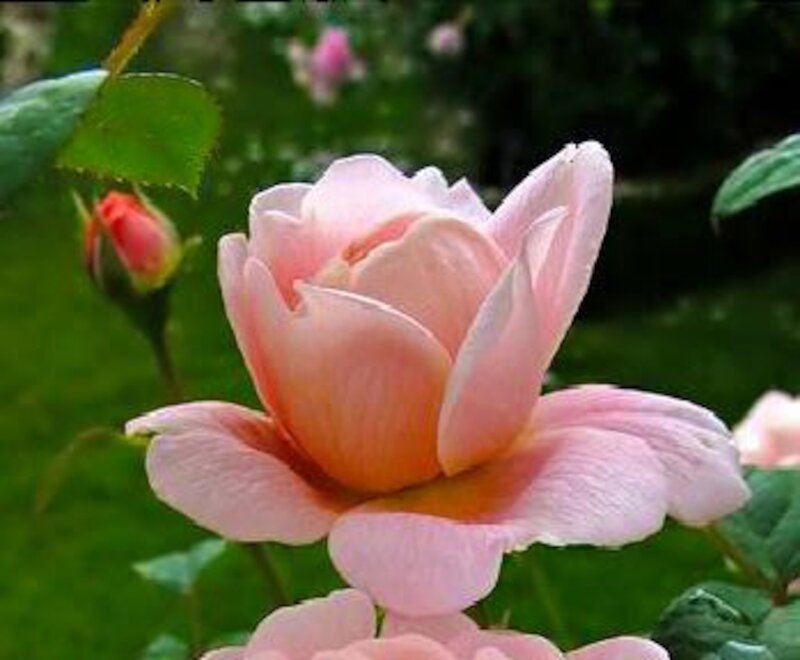 Pink Rose in Bloom — Serene, Spring, Photograph, Bud, Leaf, Greenery