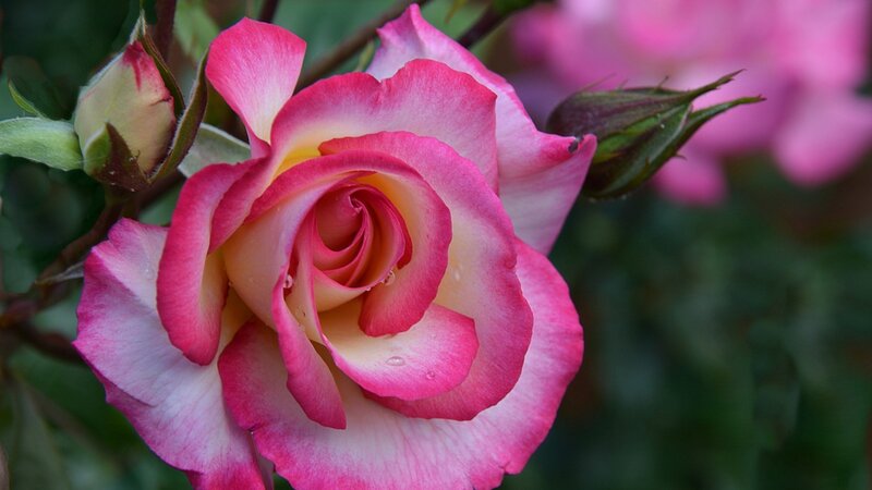 Pink Rose in Bloom — Serene, Spring, Photograph, Bud, Leaf