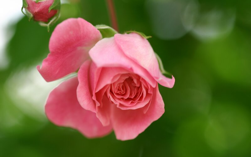 Pink Rose in Bloom — Serene, Spring, Photograph, Bud, Leaves, Stem