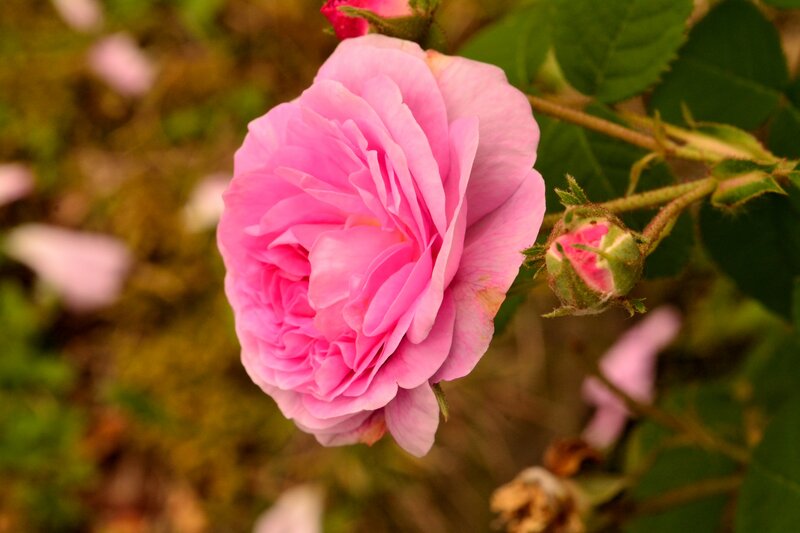 Pink Rose in Bloom — Serene, Spring, Photograph, Bud, Leaves