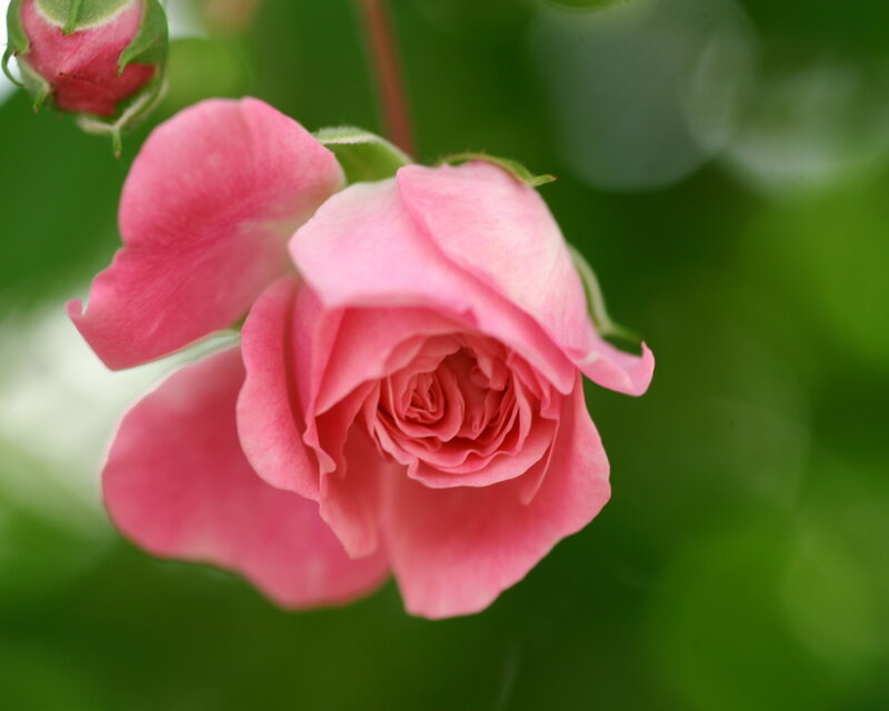 Pink Rose in Bloom — Serene, Spring, Photograph, Bud
