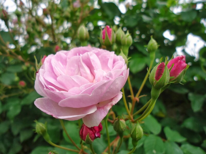Pink Rose in Bloom — Serene, Spring, Photograph, Buds, Green Leaves, Stem