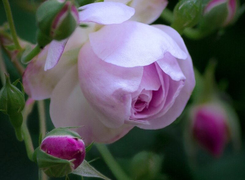 Pink Rose in Bloom — Serene, Spring, Photograph, Buds, Green Leaves