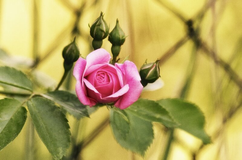 Pink Rose in Bloom — Serene, Spring, Photograph, Buds, Leaves, Fence