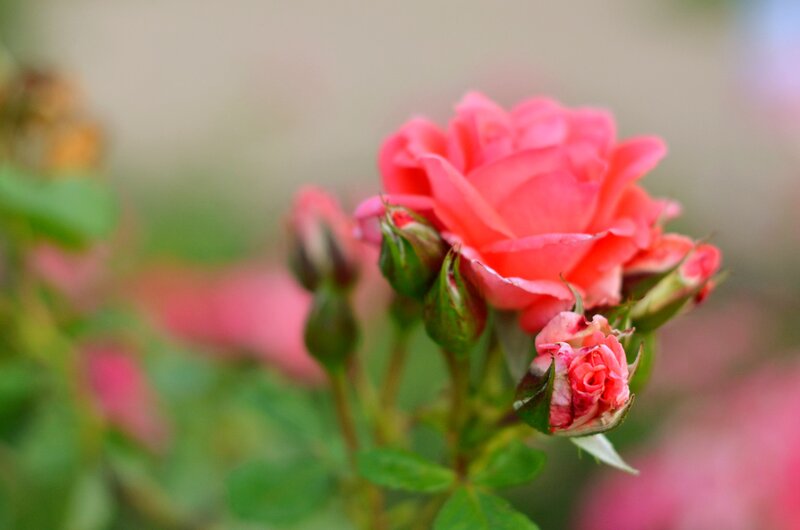 Pink Rose in Bloom — Serene, Spring, Photograph, Buds, Leaves, Flower