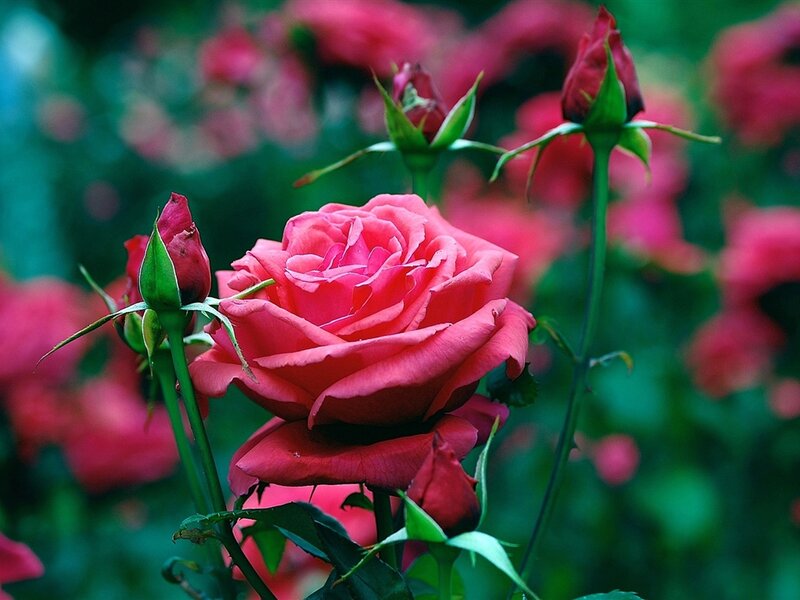 Pink Rose in Bloom — Serene, Spring, Photograph, Buds, Leaves, Green Background