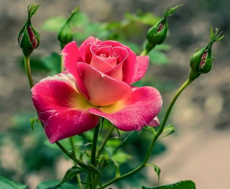 Pink Rose in Bloom — Serene, Spring, Photograph, Buds, Stem