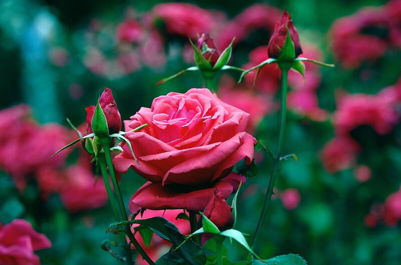 Pink Rose in Bloom — Serene, Spring, Photograph, Buds