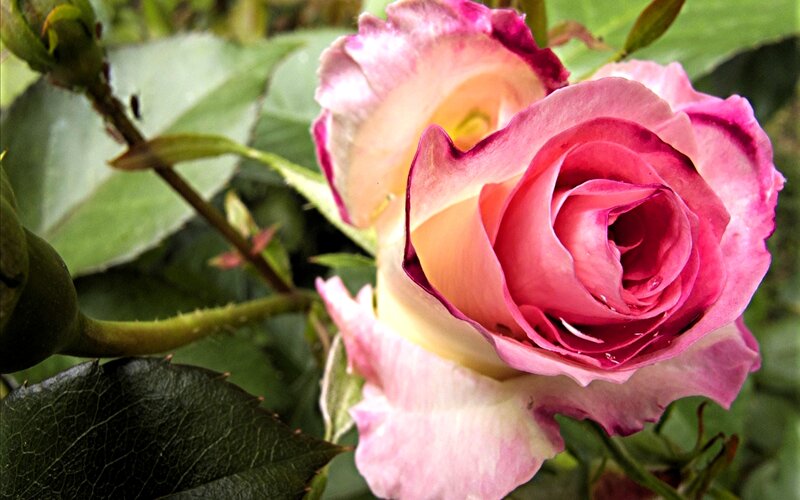 Pink Rose in Bloom — Serene, Spring, Photograph, Green Leaves, Bud