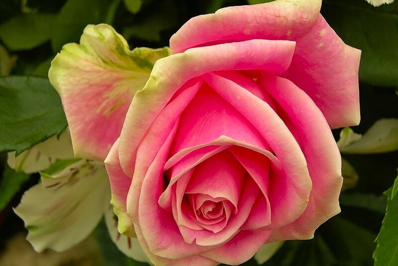 Pink Rose in Bloom — Serene, Spring, Photograph, Green Leaves, White Flower