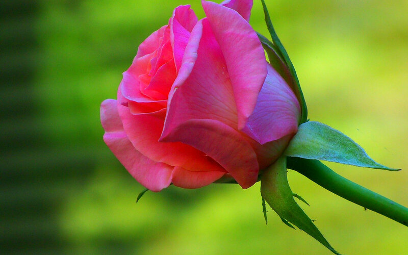 Pink Rose in Bloom — Serene, Spring, Photograph, Green Stem