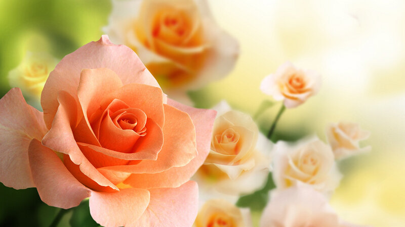 Pink Rose in Bloom — Serene, Spring, Photograph, Petals