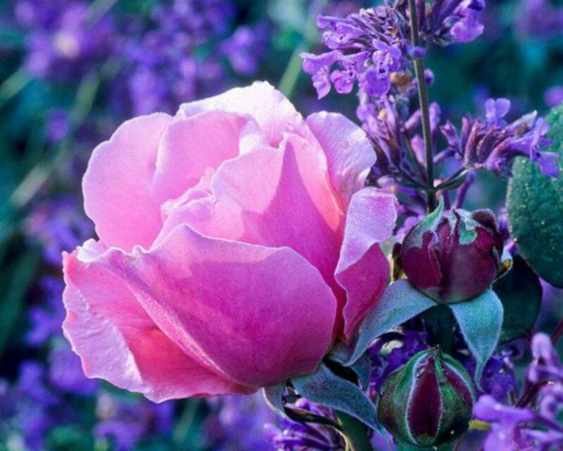 Pink Rose in Bloom — Serene, Spring, Photograph, Purple Flowers