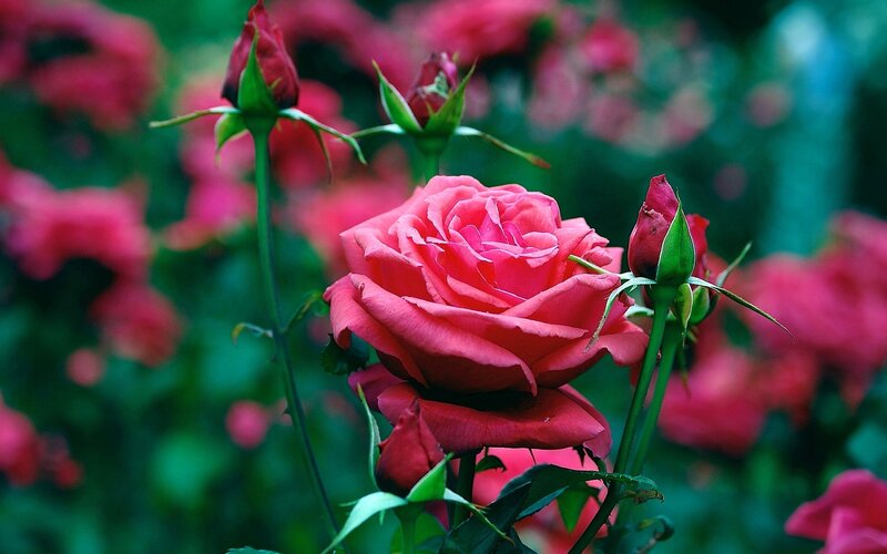Pink Rose in Bloom — Serene, Spring, Photograph, Rose Buds
