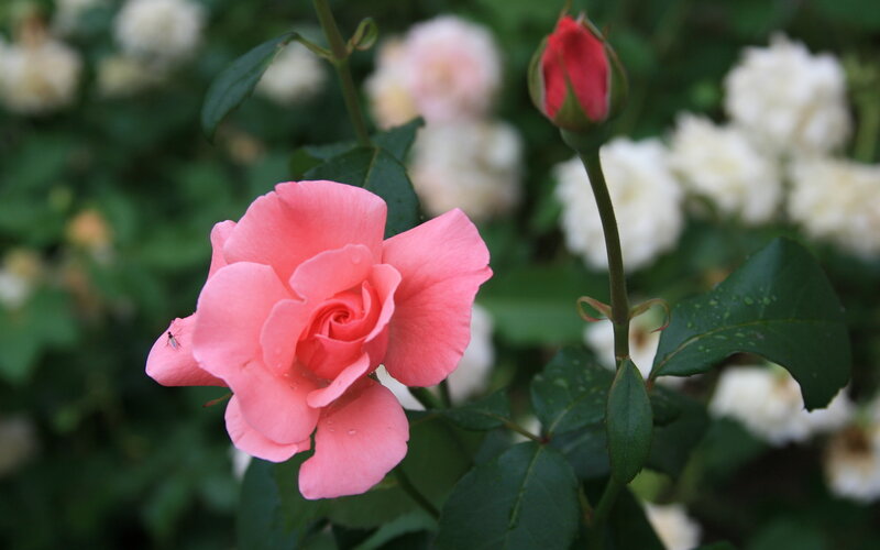 Pink Rose in Bloom — Serene, Spring, Photograph, Rosebud, Green Leaves