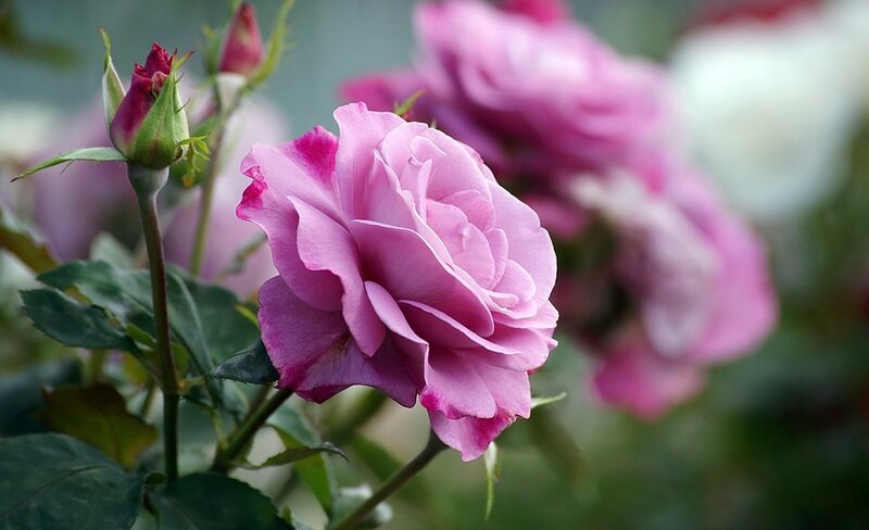 Pink Rose in Bloom — Serene, Spring, Photograph, Rosebud