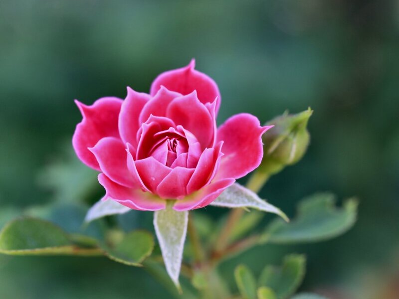 Pink Rose in Bloom — Serene, Spring, Photograph