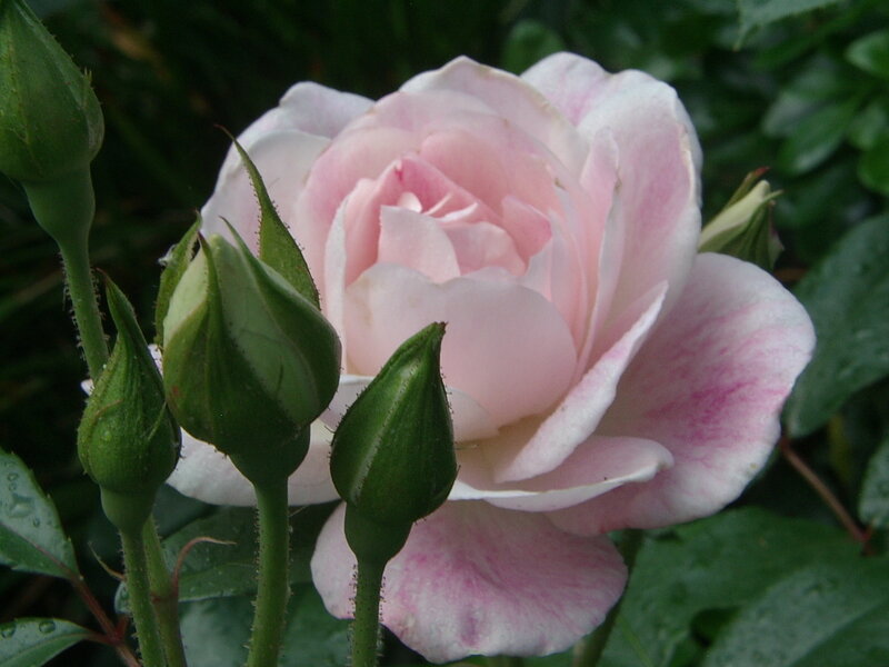 Pink Rose in Bloom — Serene, Spring