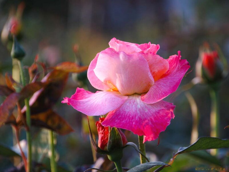 Pink Rose in Bloom — Serene, Sunset, Photograph, Bud, Leaf