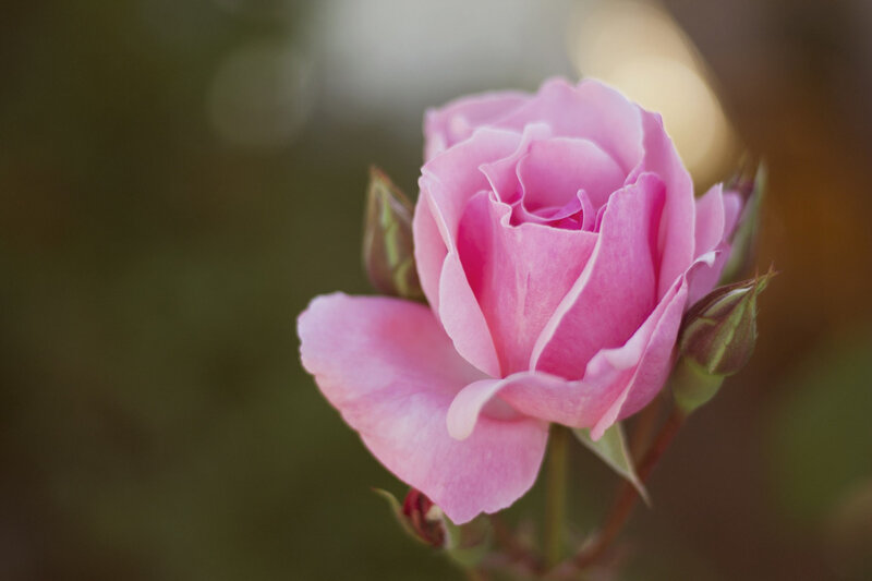 Pink Rose in Bloom — Serene, Sunset, Photograph, Bud, Stem