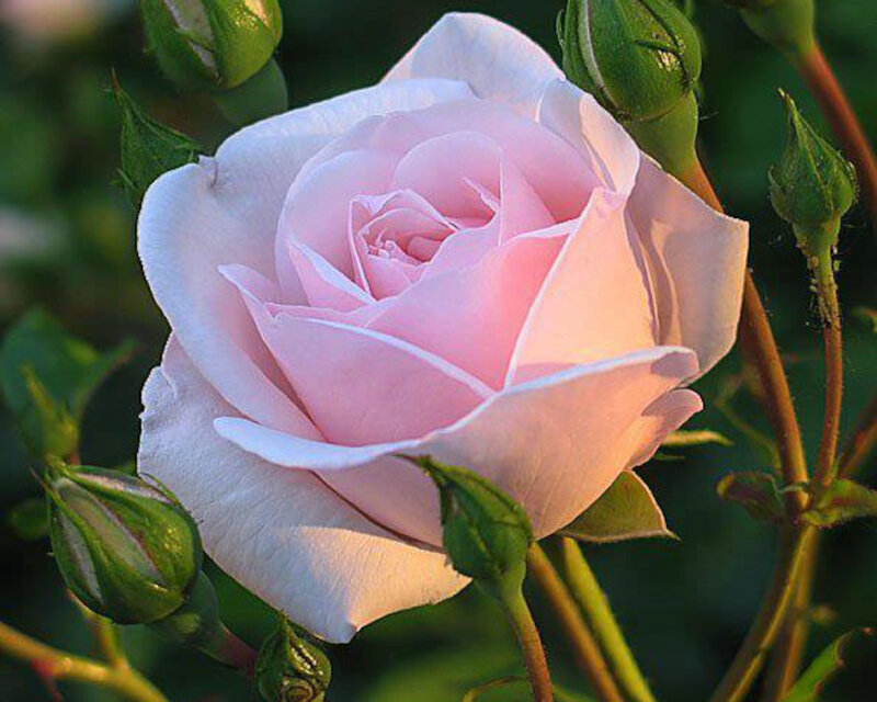 Pink Rose in Bloom — Serene, Sunset, Photograph, Buds, Leaves