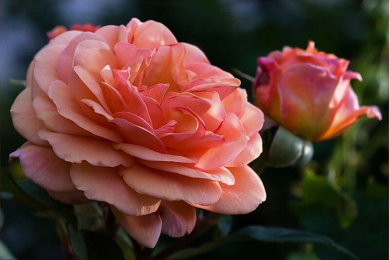 Pink Rose in Bloom — Serene, Sunset, Photograph