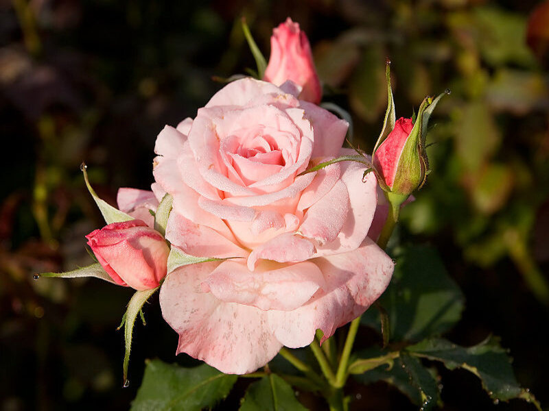 Pink Rose in Bloom — Serene, Sunset