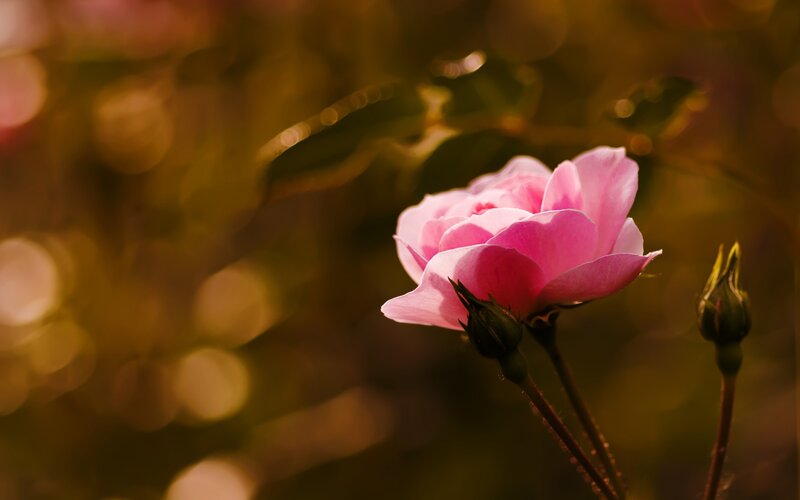 Pink Rose in Bloom — Serene