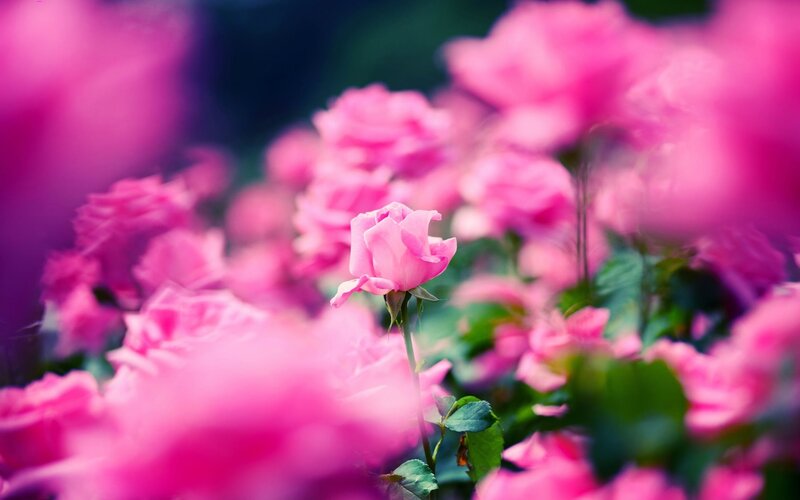 Pink Rose in Bloom — Spring
