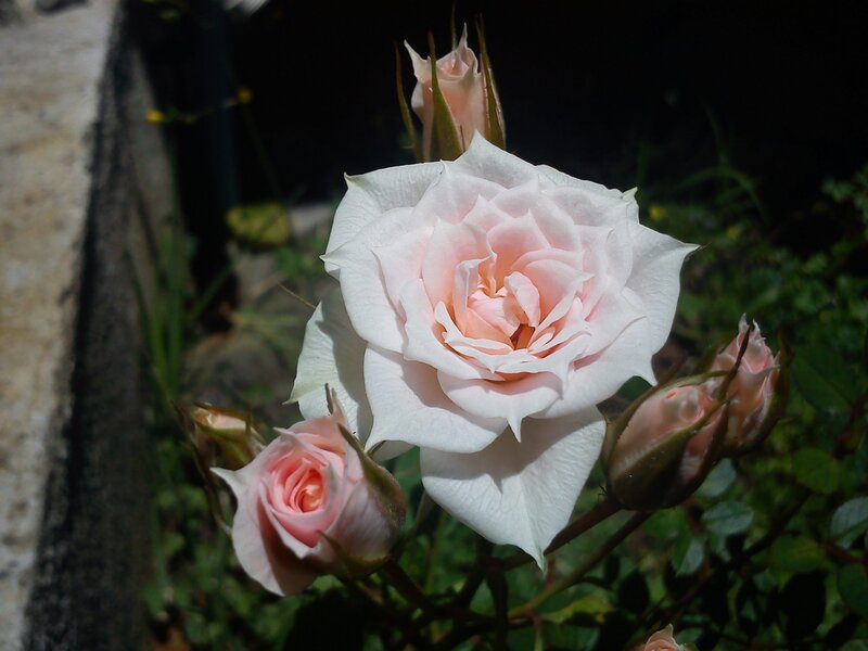 Pink Rose in Bloom — White, Serene
