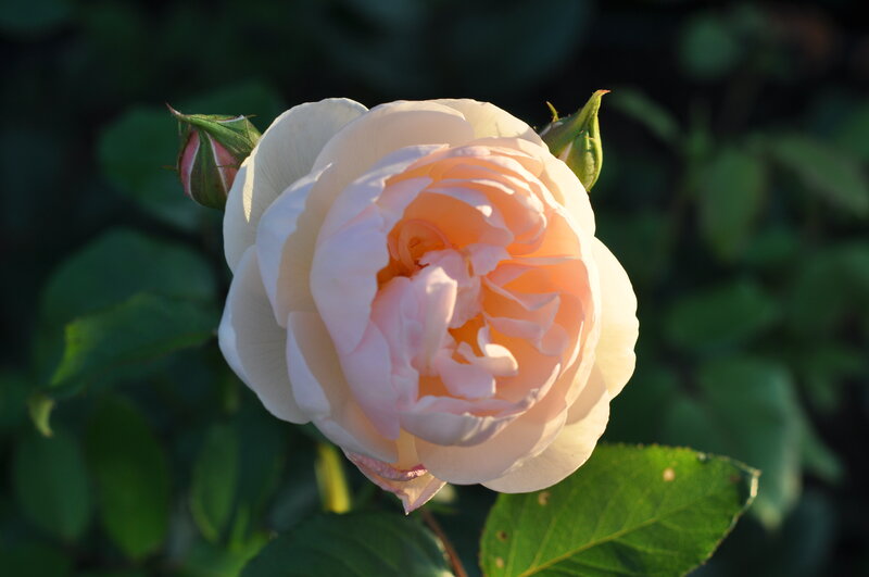 Pink Rose in Bloom — White