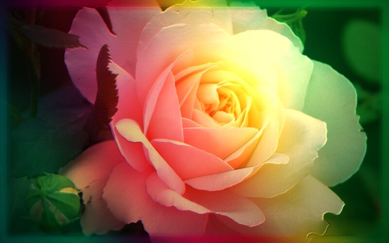 Pink Rose in Bloom — Yellow