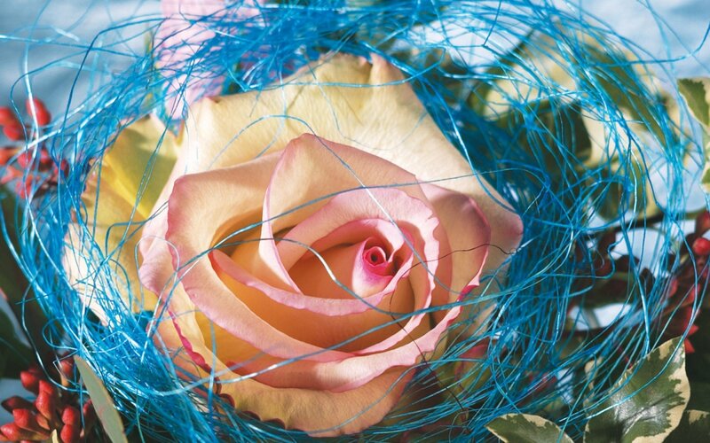 Pink Rose in Blue Fibers