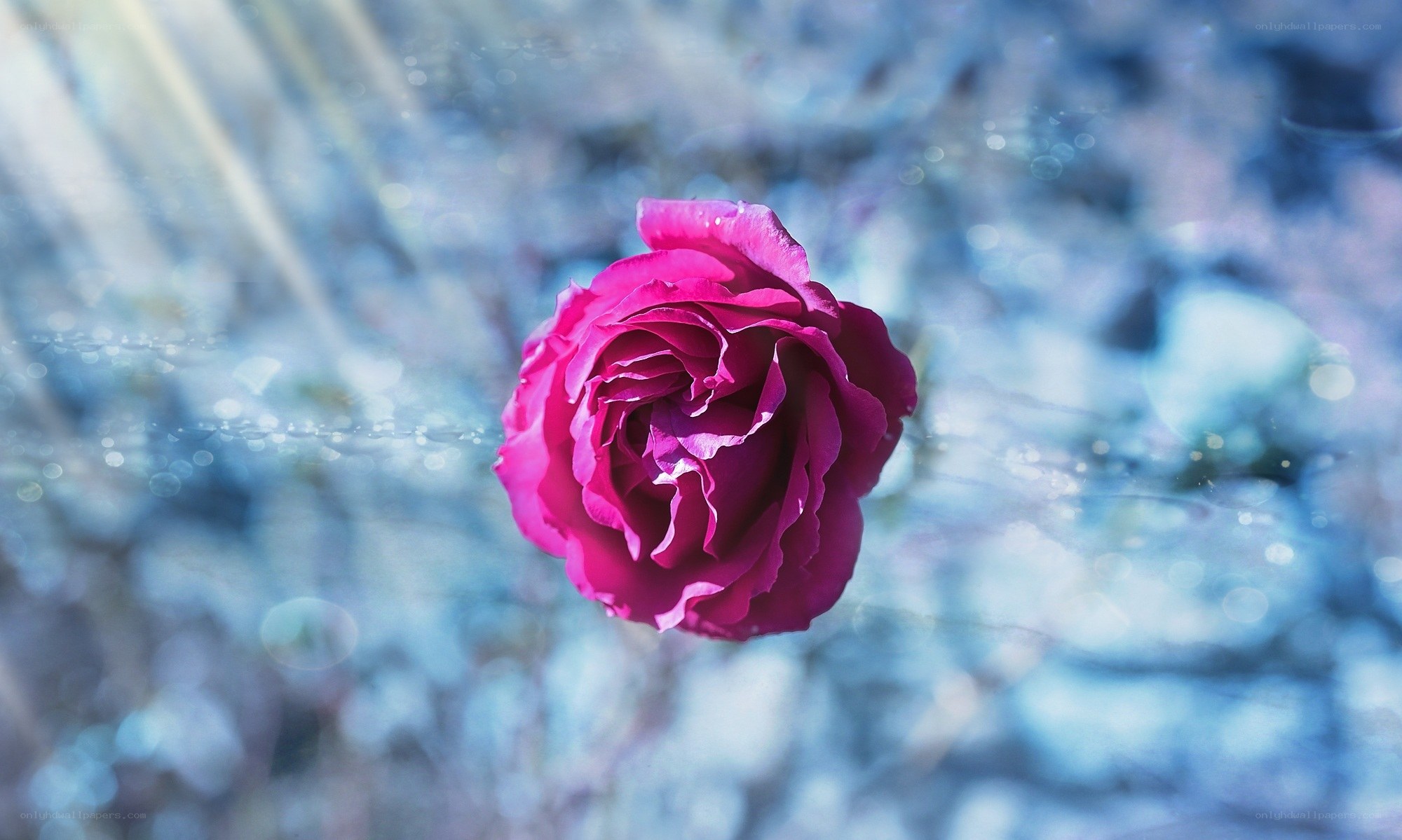 Pink rose in blue light