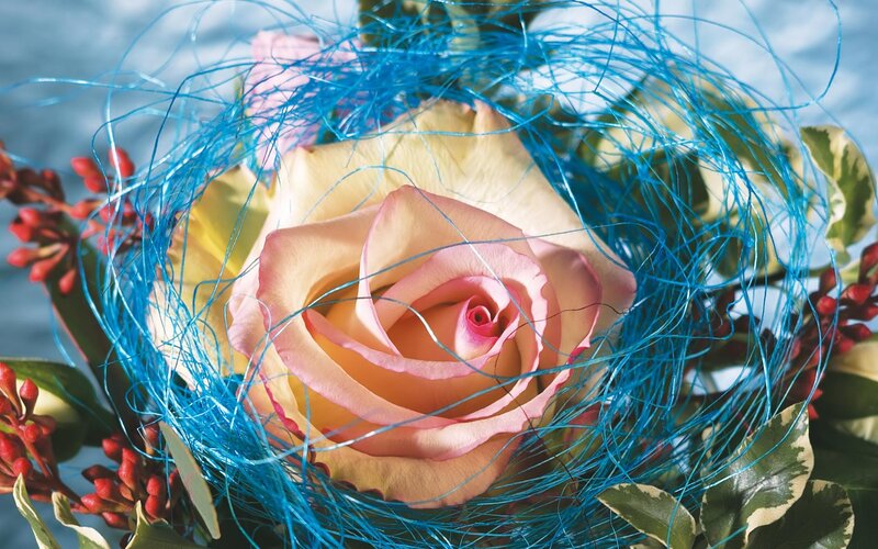 Pink Rose in Blue Nest