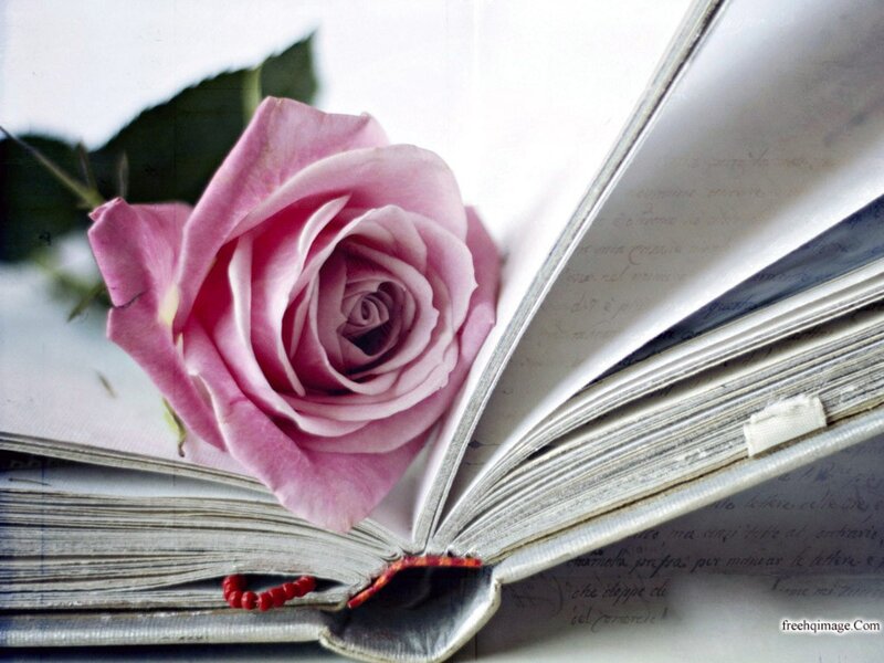 Pink Rose in Book — Serene