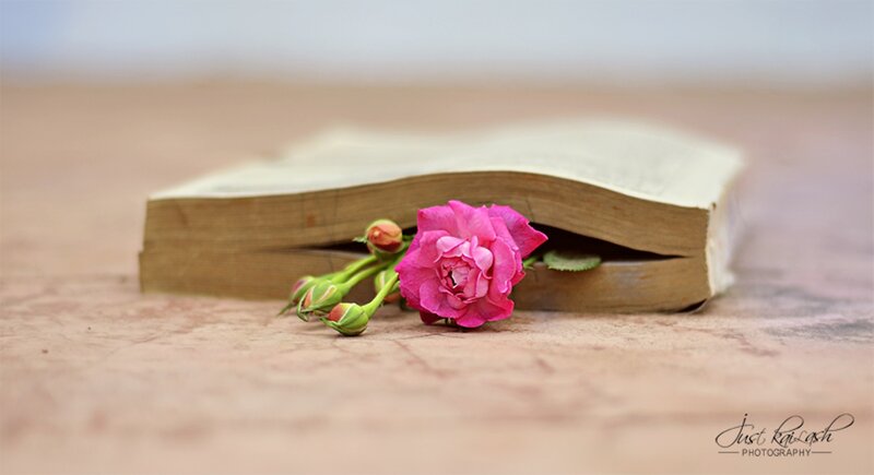 Pink Rose in Book