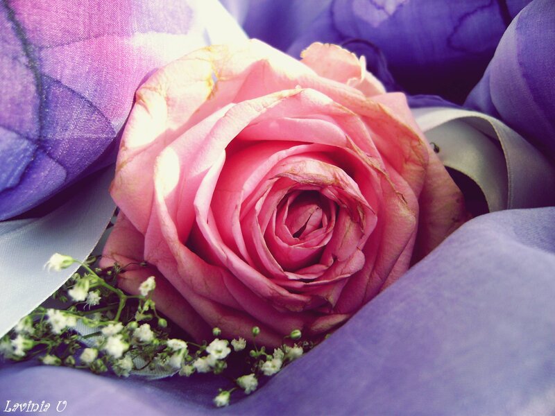 Pink Rose in Bouquet — Calm, Afternoon