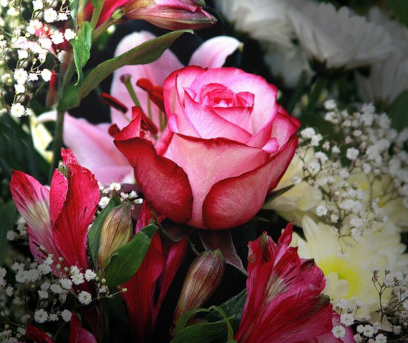 Pink Rose in Bouquet — Calm, Photograph, Lilies