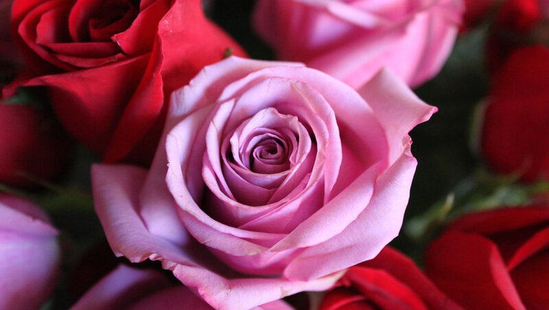 Pink Rose in Bouquet — Calm, Photograph, Red Roses