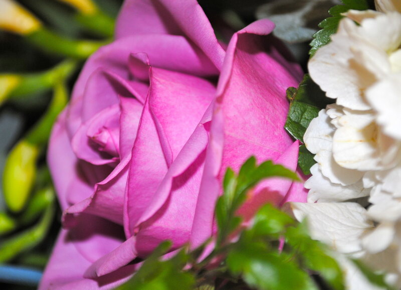 Pink Rose in Bouquet — Calm, Photograph