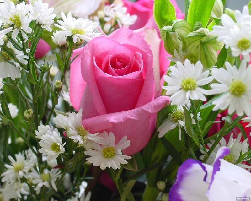 Pink Rose in Bouquet — Calm, Photograph, White Daisies