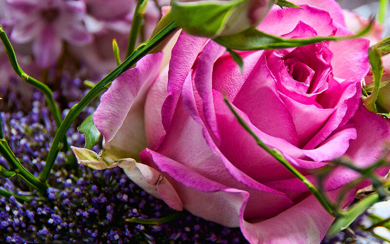 Pink Rose in Bouquet — Calm