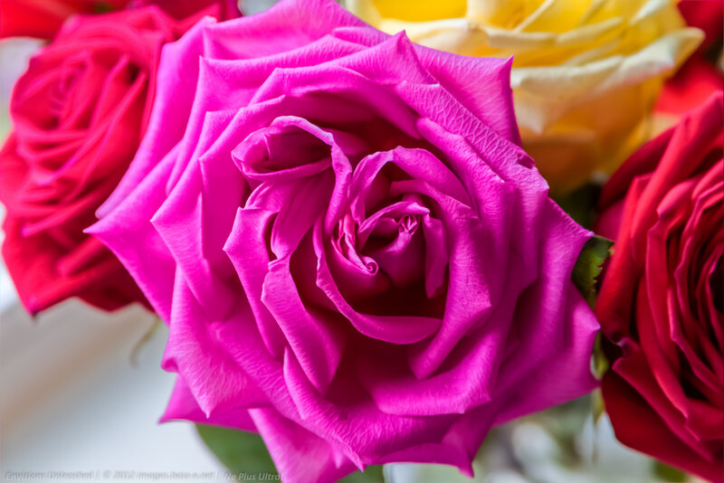 Pink Rose in Bouquet — Magenta